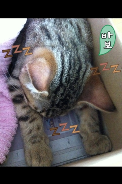 21dara_1313826291_36468