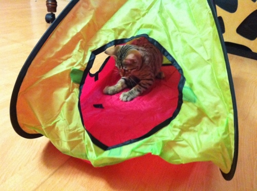 21dara_1315548515_13479