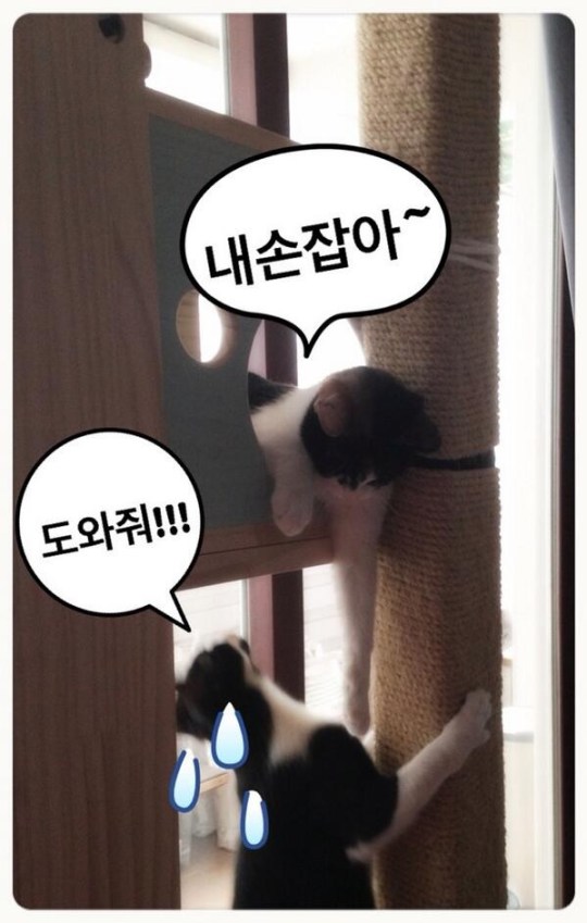 dara's cats