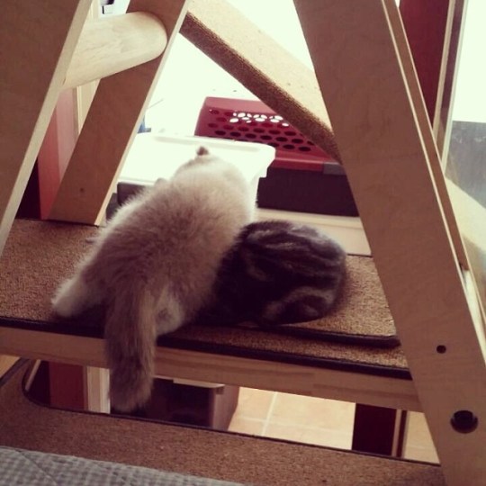 10387929_502324276564135_1856841236_n