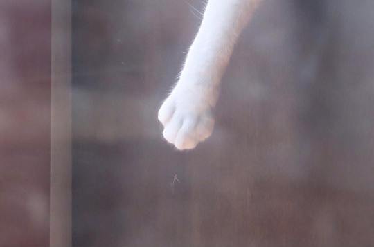 13183419_233854536985040_1231088670_n